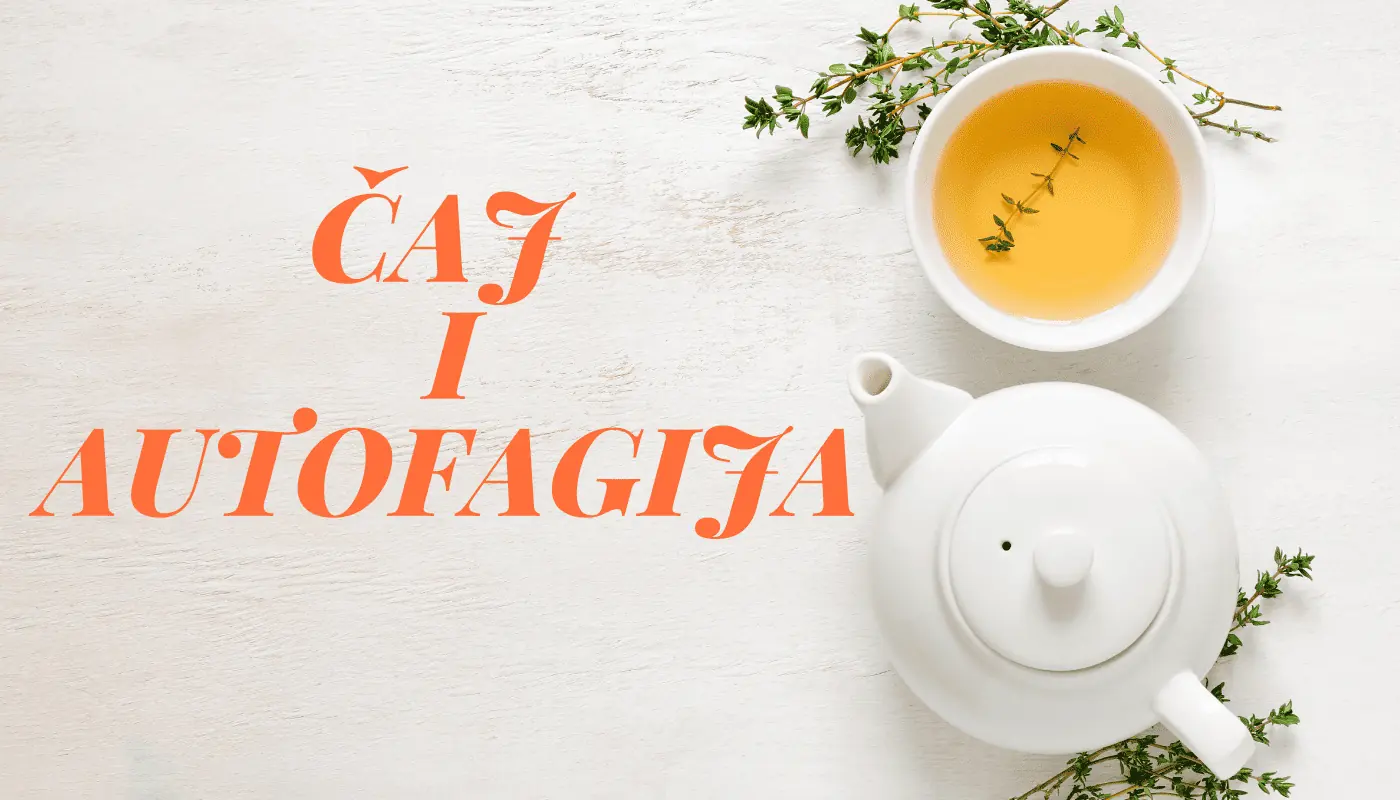 Autofagija i čaj: Kako čaj ubrzava mršavljenje